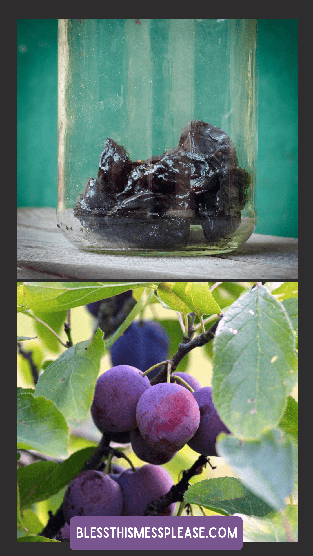 A jar containing homemade prunes sits on a wooden surface above a photo of ripe purple plums hanging on a tree; text reads showcasing how to preserve plums at home.