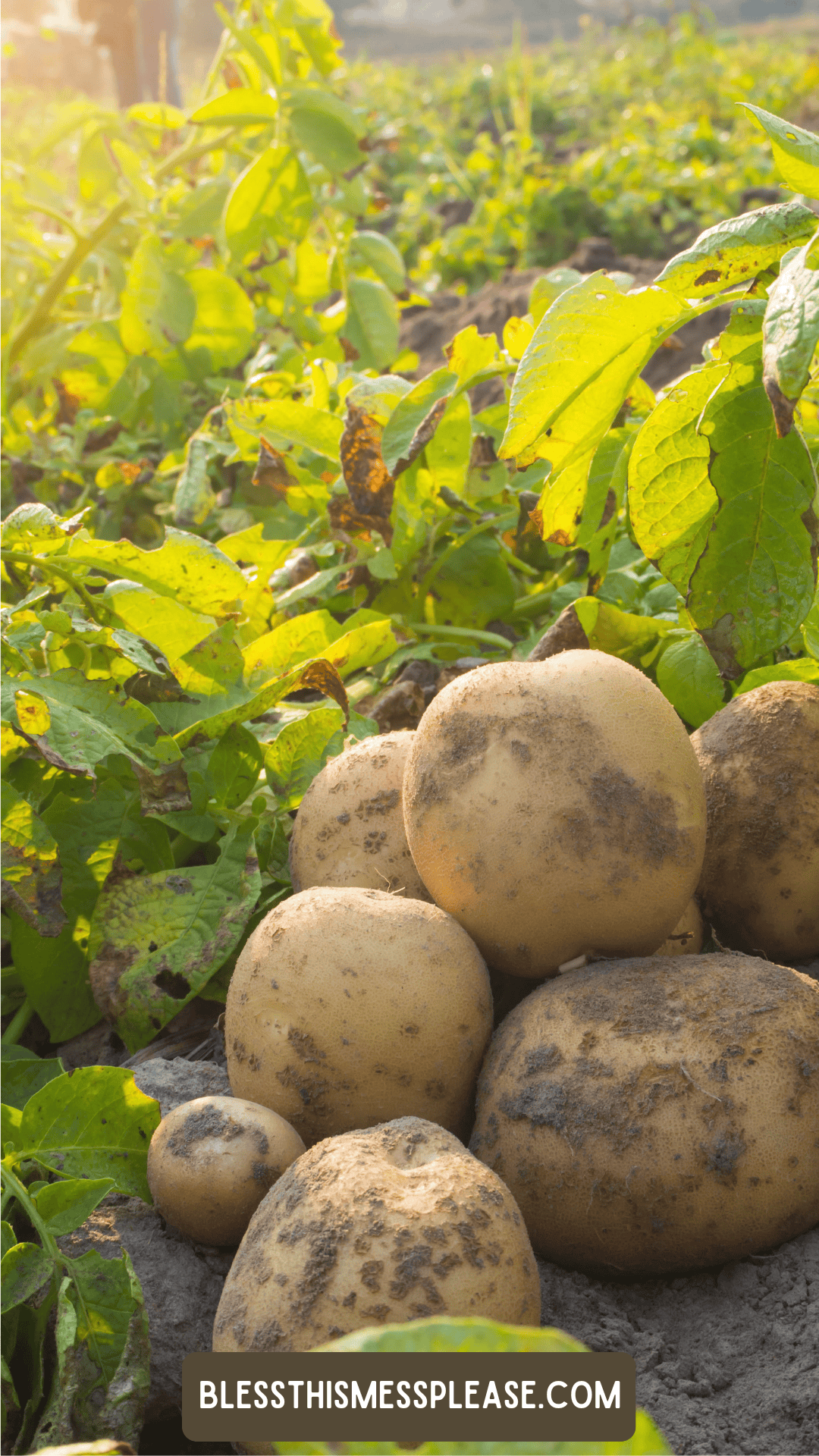 Freshly harvested potatoes with dirt still on them sit on the ground in a sunlit garden, surrounded by green leafy plants. Wondering how to preserve potatoes? Visit displayed at the bottom of the image.