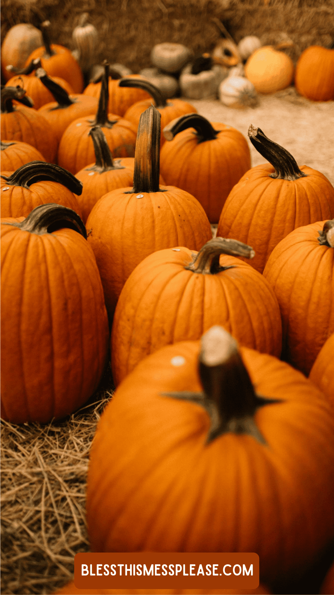 A group of orange pumpkins with dark stems arranged on straw, with more pumpkins and gourds in the background. Curious about how to preserve pumpkins? A label at the bottom reads “