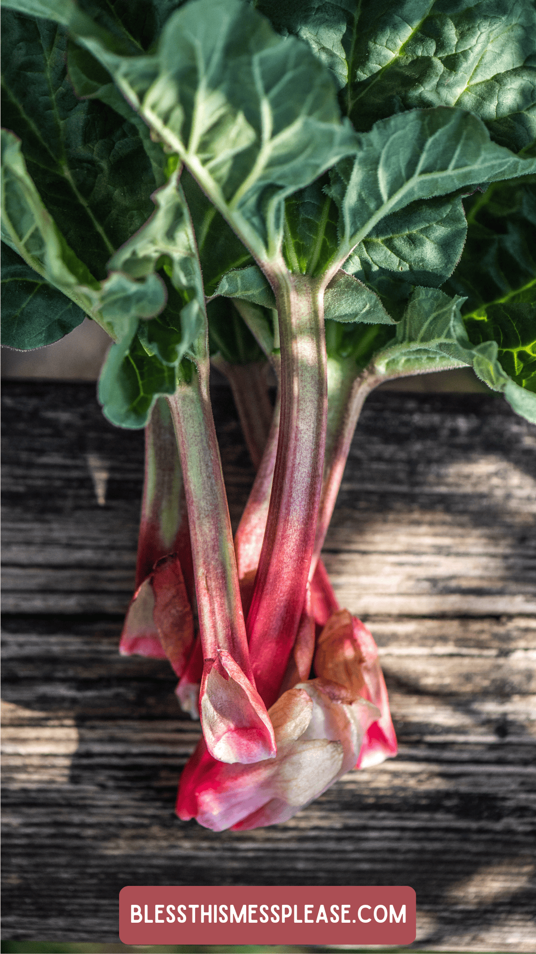 Freshly harvested rhubarb stalks with green leaves rest on a wooden surface. The pink and red stalks are perfect for those curious about how to preserve rhubarb. A label at the bottom reads