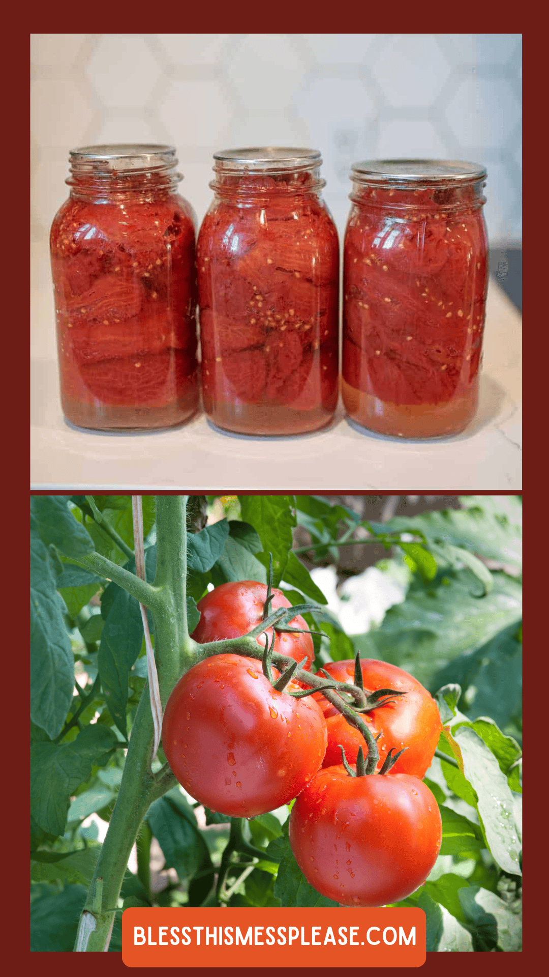 Three jars of preserved tomatoes sit on a counter above a photo of ripe tomatoes on the vine. A label at the bottom reads “ showcasing how to preserve tomatoes at home.