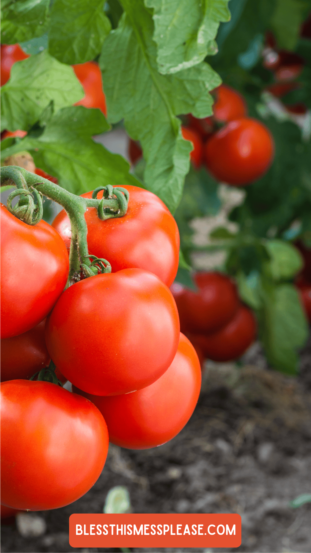 Close-up of ripe red tomatoes growing on the vine in a garden, with green leaves and soil visible in the background. A label at the bottom reads perfect inspiration for learning how to preserve tomatoes.