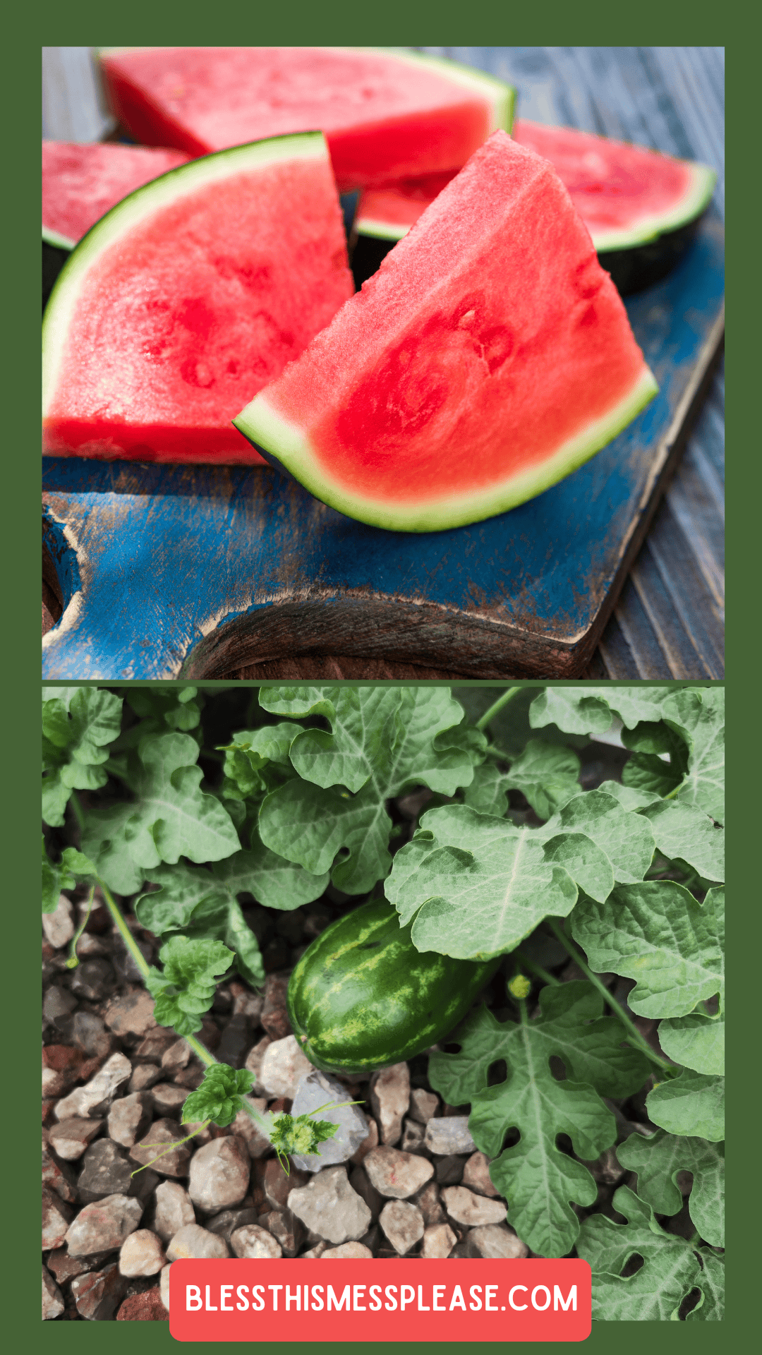 Sliced watermelon on a blue cutting board, above a photo of a whole watermelon growing on a vine among green leaves and rocks—perfect visuals for learning how to preserve watermelon at its freshest.