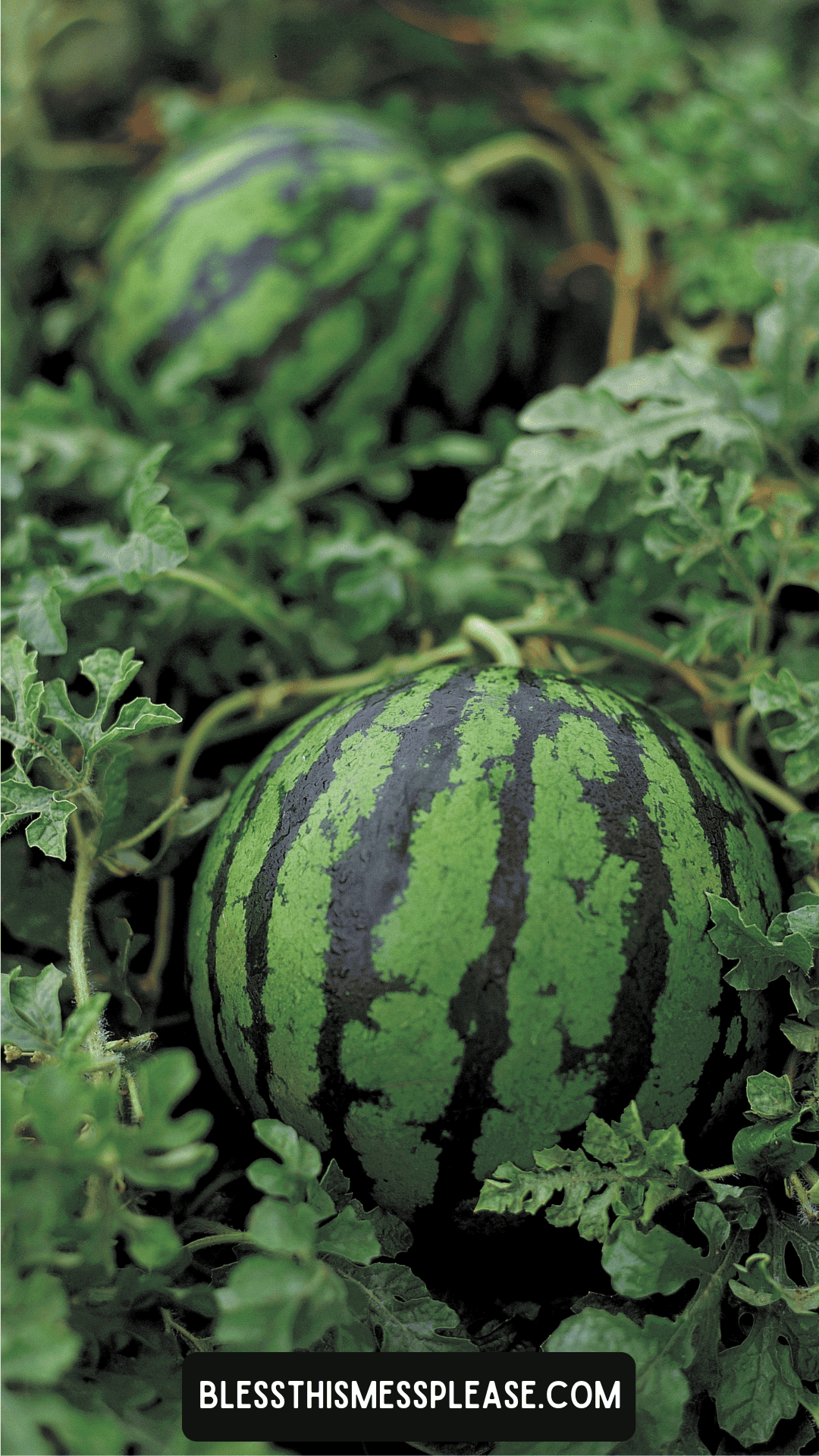 Two ripe watermelons with dark and light green stripes grow among leafy vines in a garden, perfect for learning how to preserve watermelon. A website watermark reads “ at the bottom of the image.
