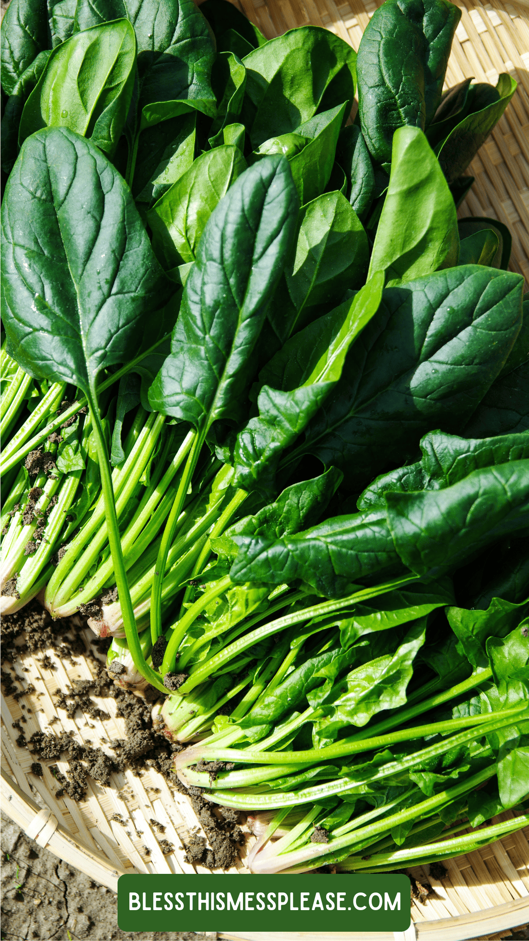 Freshly harvested spinach leaves with roots and a bit of soil, arranged on a woven basket. A green banner at the bottom reads for learning how to preserve spinach at its freshest.