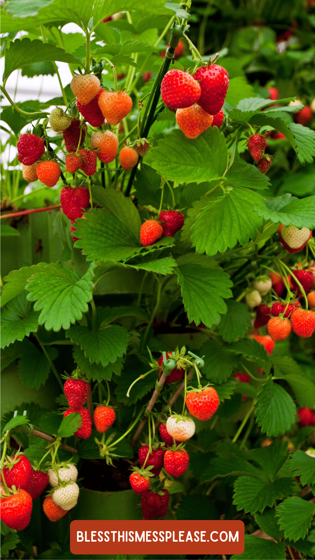 Clusters of ripe and unripe strawberries grow among green leaves on a strawberry plant, perfect for learning how to preserve strawberries. An orange label at the bottom displays the text