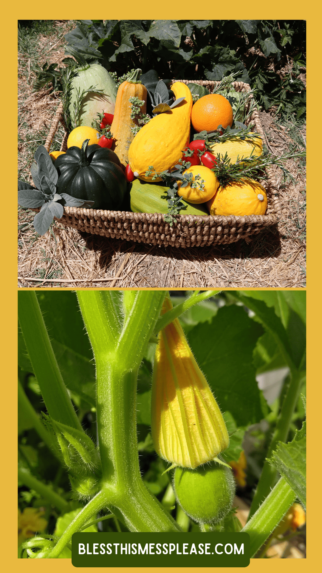 A woven basket filled with assorted summer squash, tomatoes, and herbs sits on straw; below, a close-up of a squash blossom and young squash growing on a vine—perfect inspiration for learning how to preserve summer squash. Text: