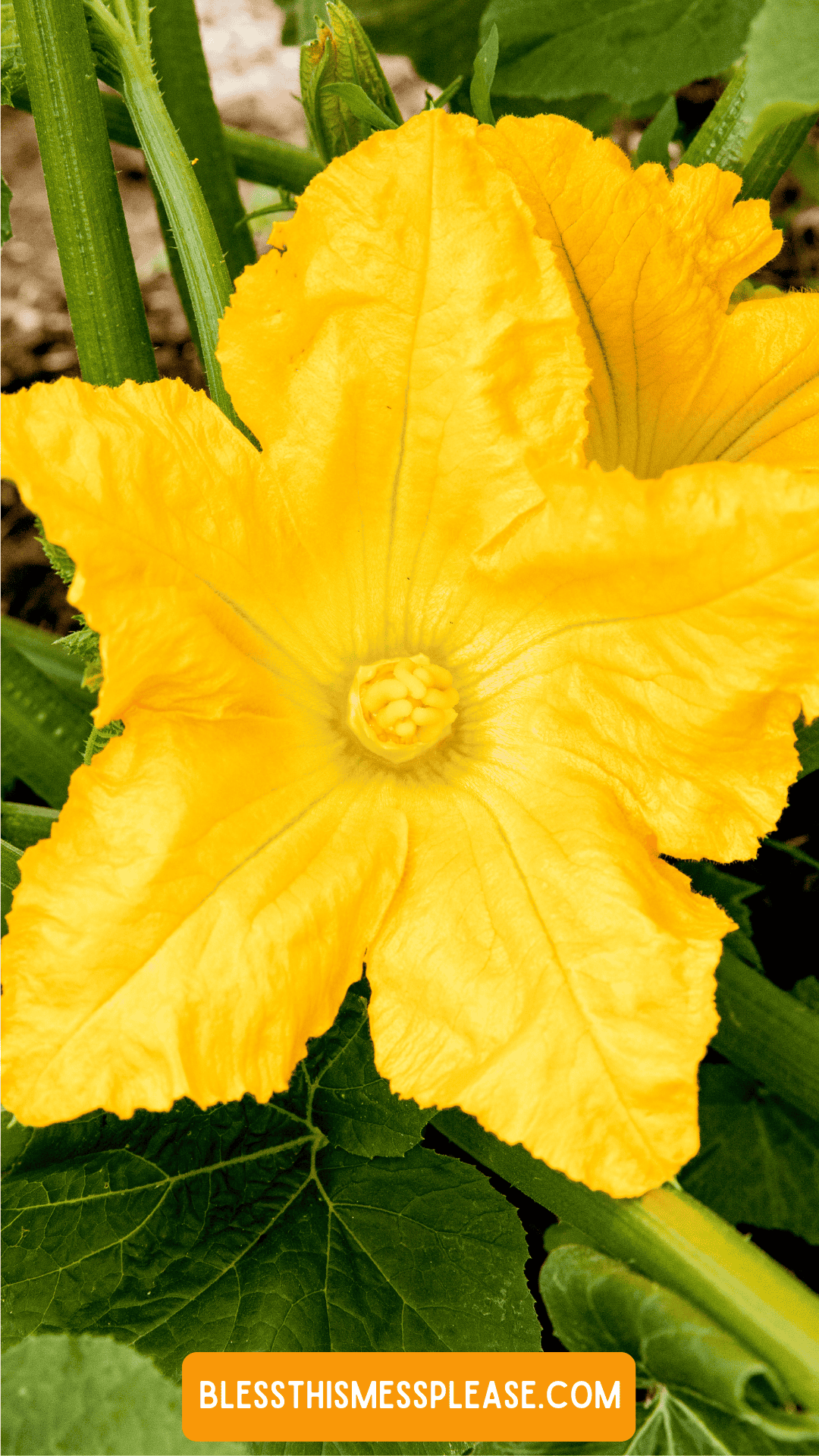 Bright yellow squash blossom with ruffled petals and green leaves in the background. The image, perfect for learning how to preserve summer squash, features at the bottom in an orange box.